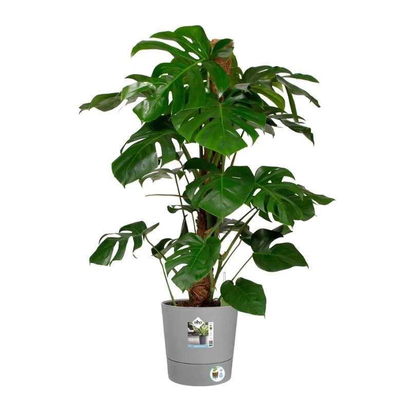 Elho Bloempot Greensense Aqua Care Rond 30cm Grijs - Afbeelding 2